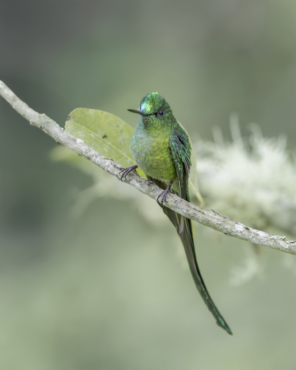 sylfa dlouhoocasá - ML644280503