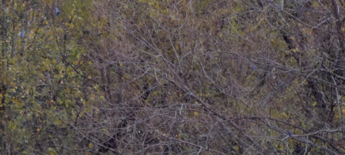 salašník modrý - ML644280505