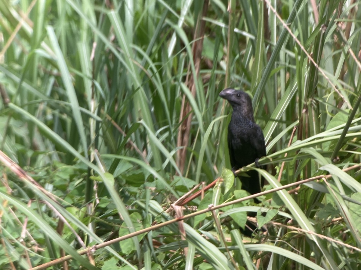 Ani à bec lisse - ML644280506