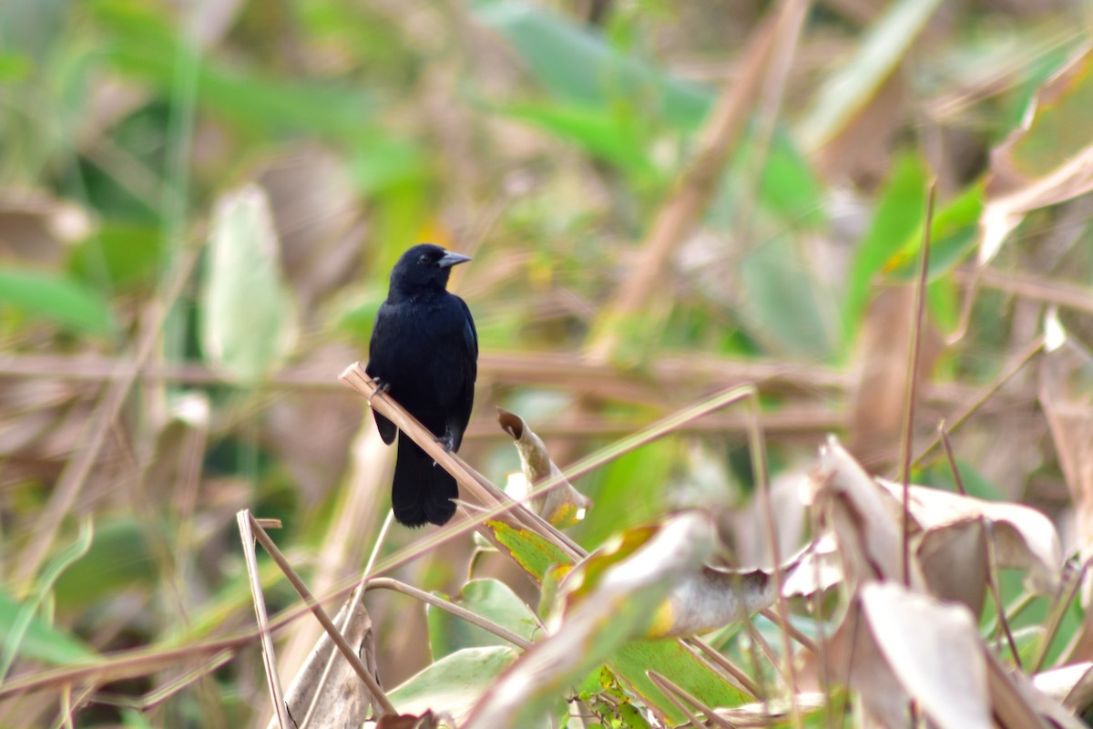 Unicolored Blackbird - ML644280507