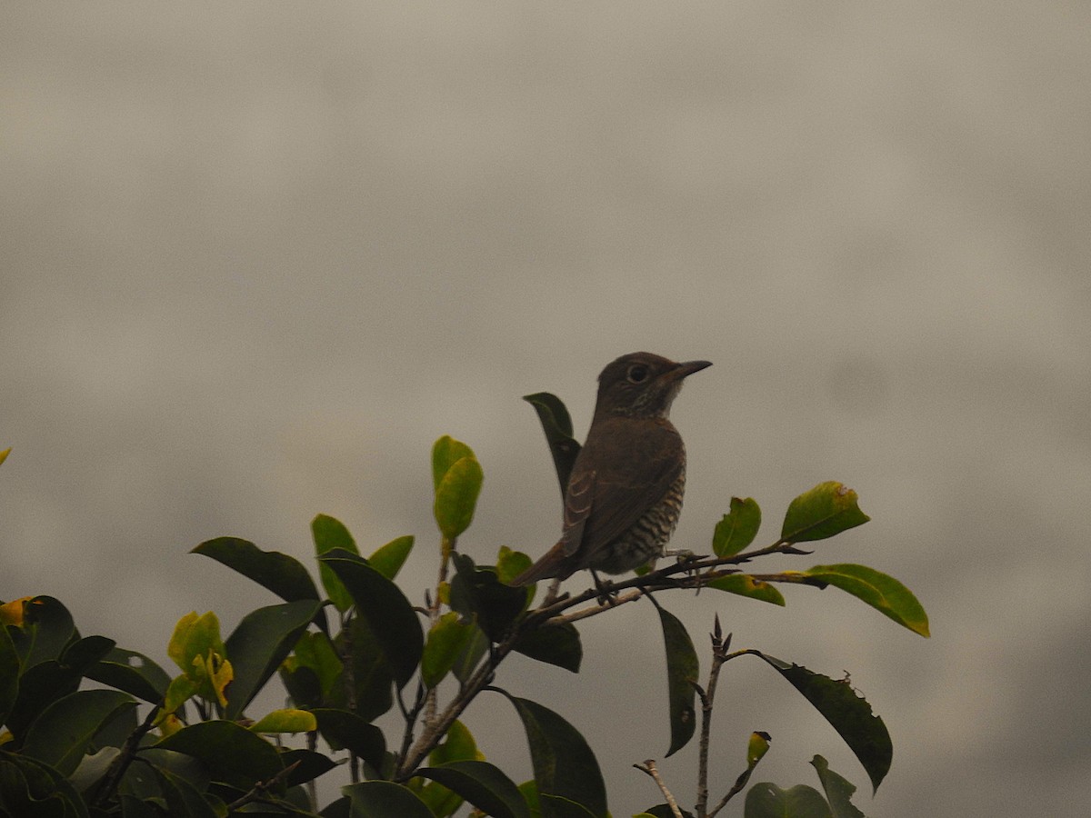 Monticole à croupion roux - ML644280509
