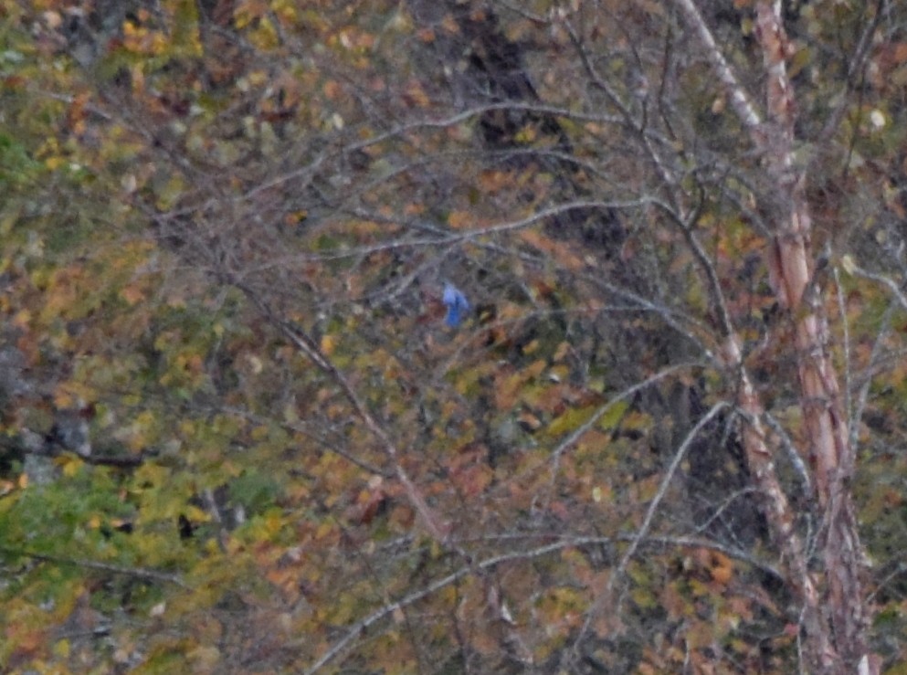 salašník modrý - ML644280512