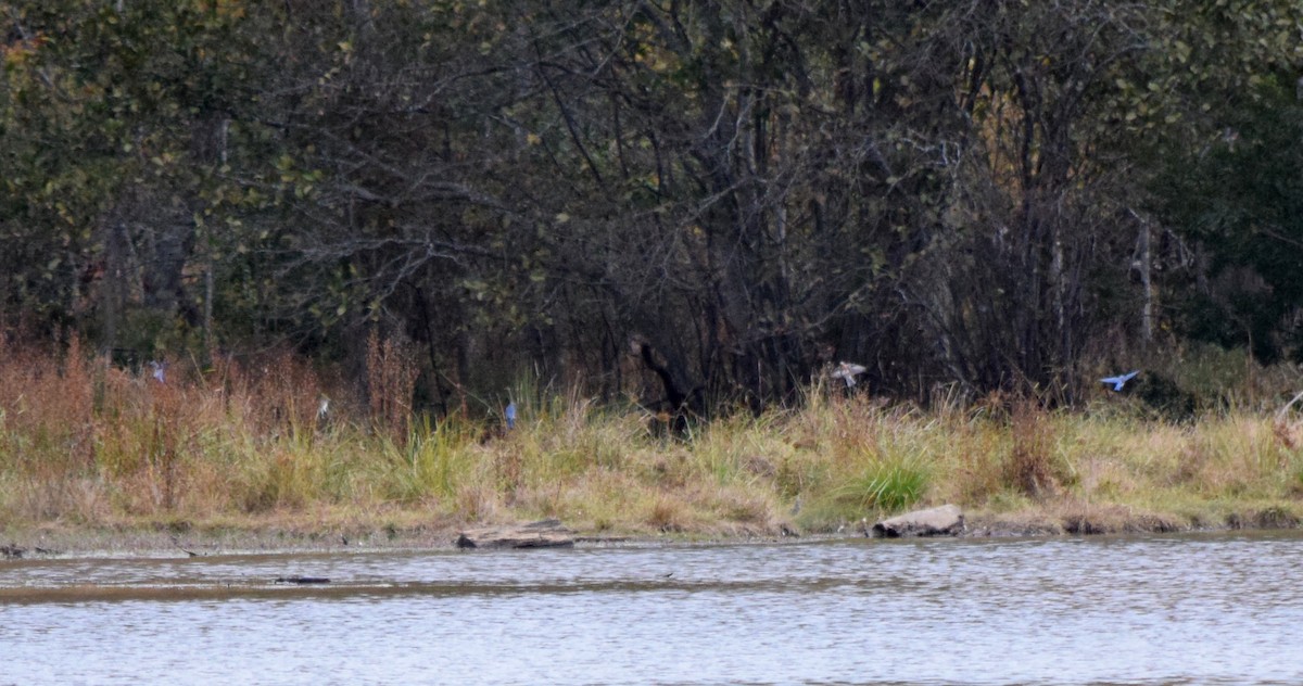 salašník modrý - ML644280513