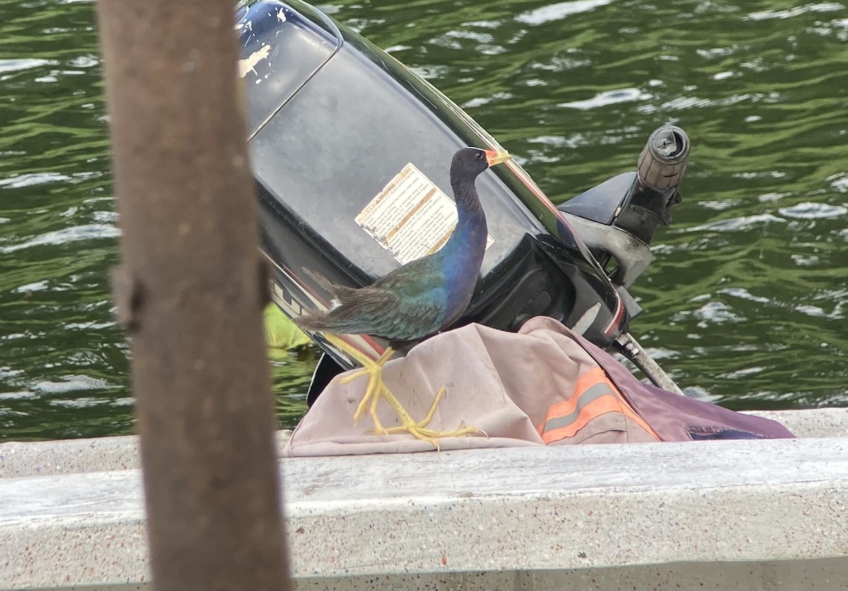 Малая султанка - ML644280514