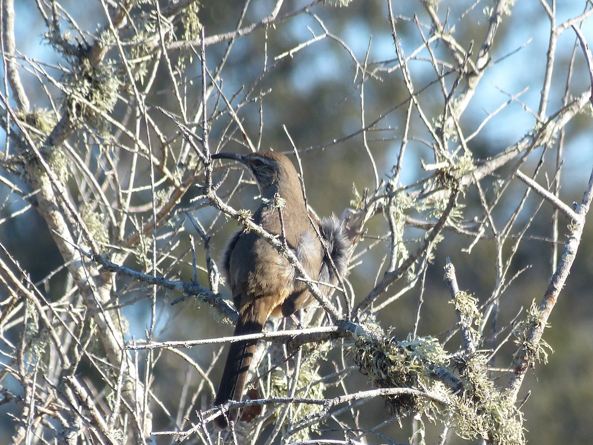 drozdec kalifornský - ML644280517