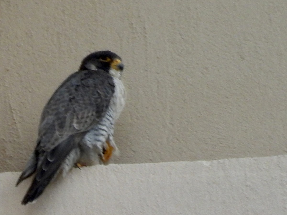 Peregrine Falcon - ML644280524