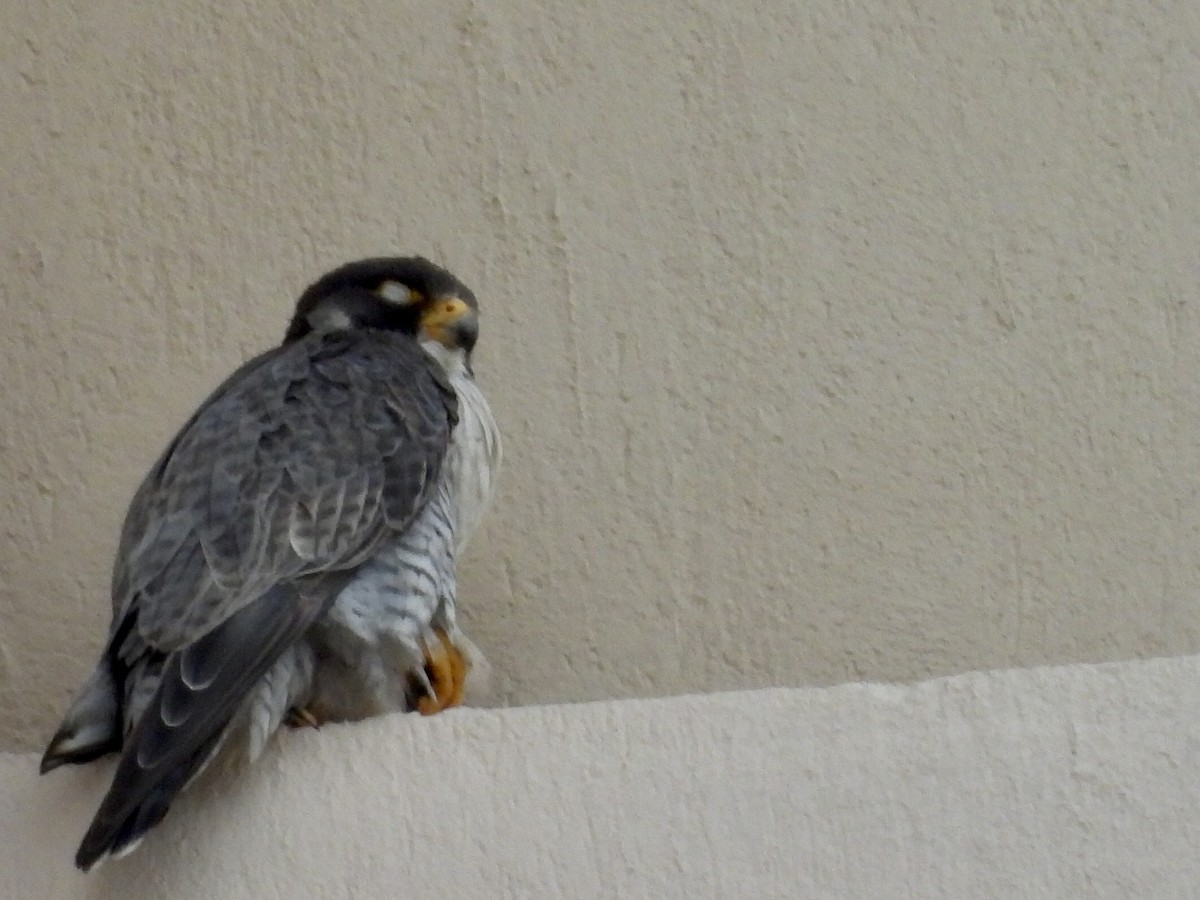 sokol stěhovavý - ML644280525