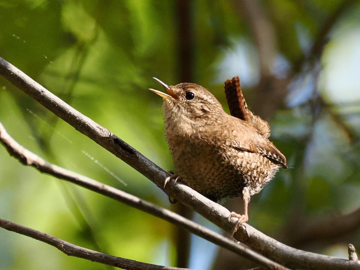 střízlík kanadský - ML644280527