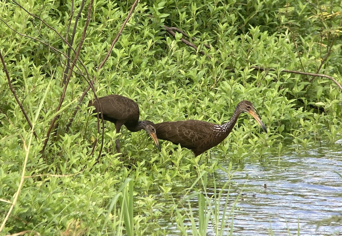 Арама - ML644280529