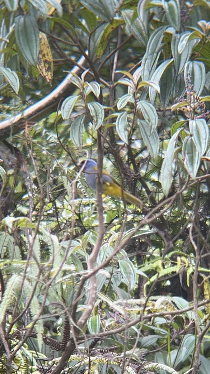 Blue-capped Tanager - ML644280531