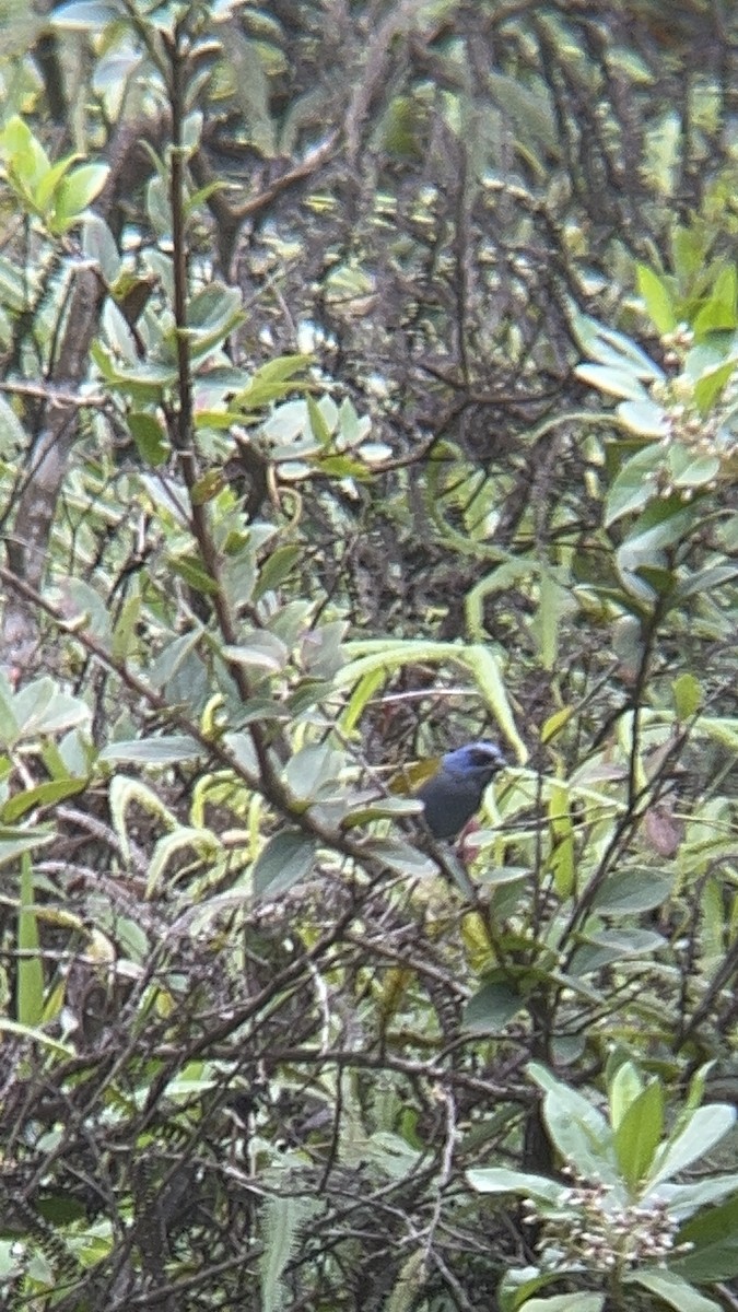 Blue-capped Tanager - ML644280532