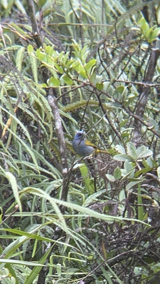 Blue-capped Tanager - ML644280533