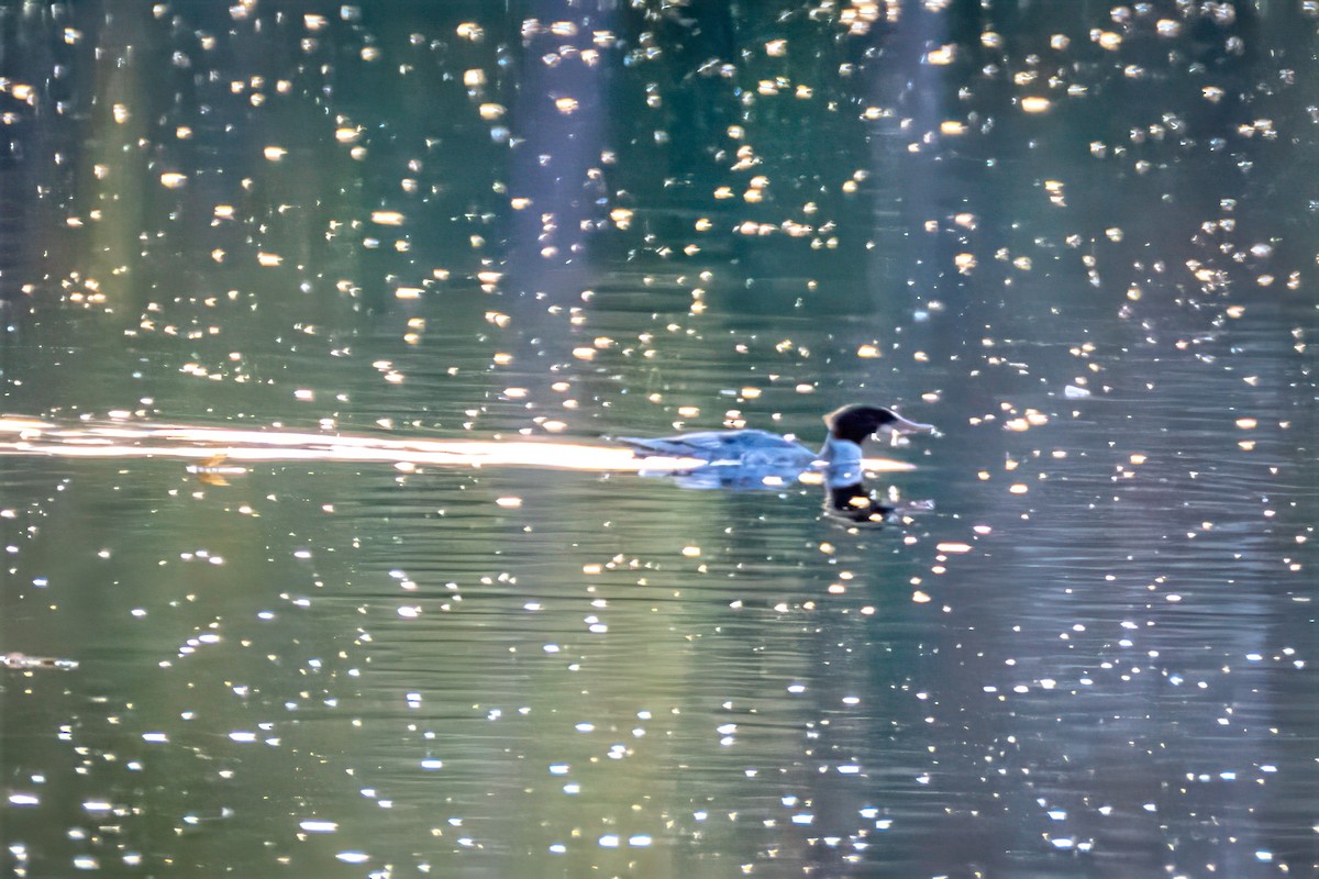 Крех великий - ML644280536