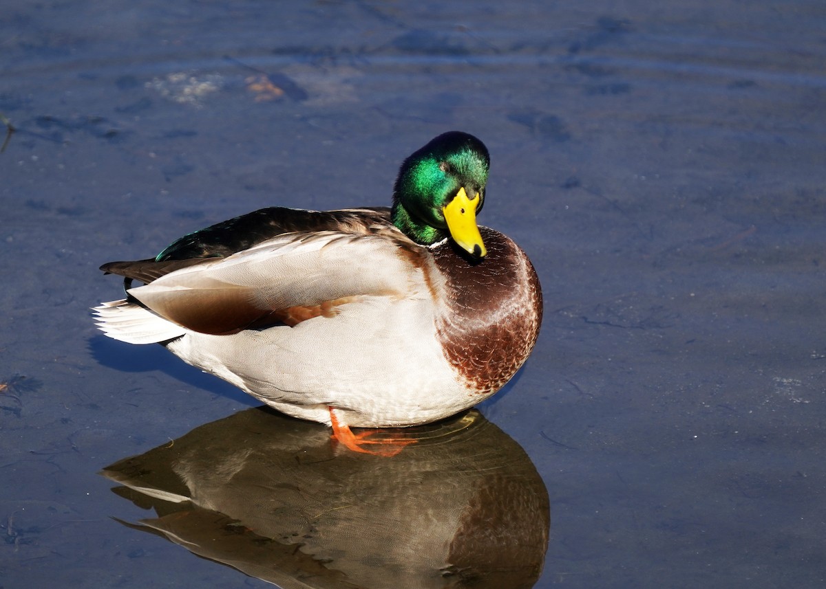 Крижень звичайний - ML644280538