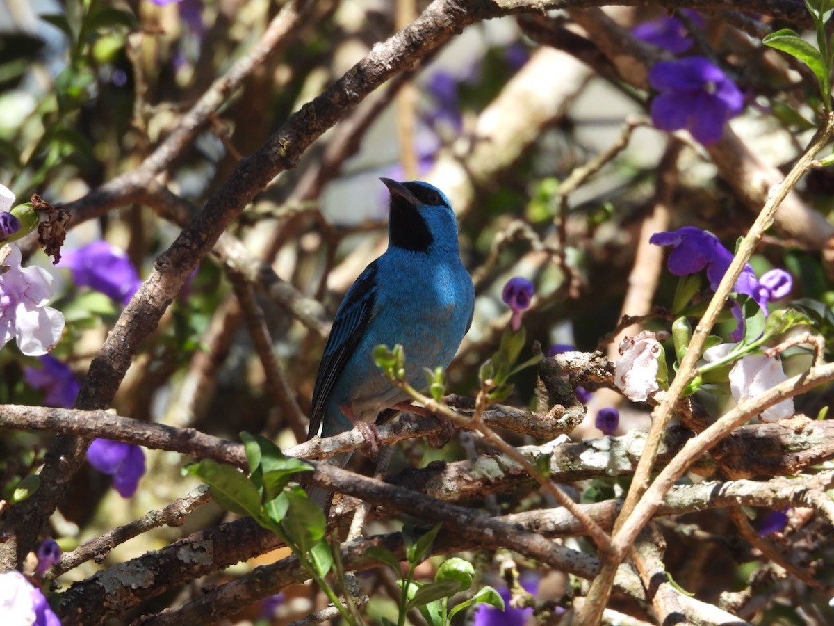 Цукрист блакитний - ML644280539