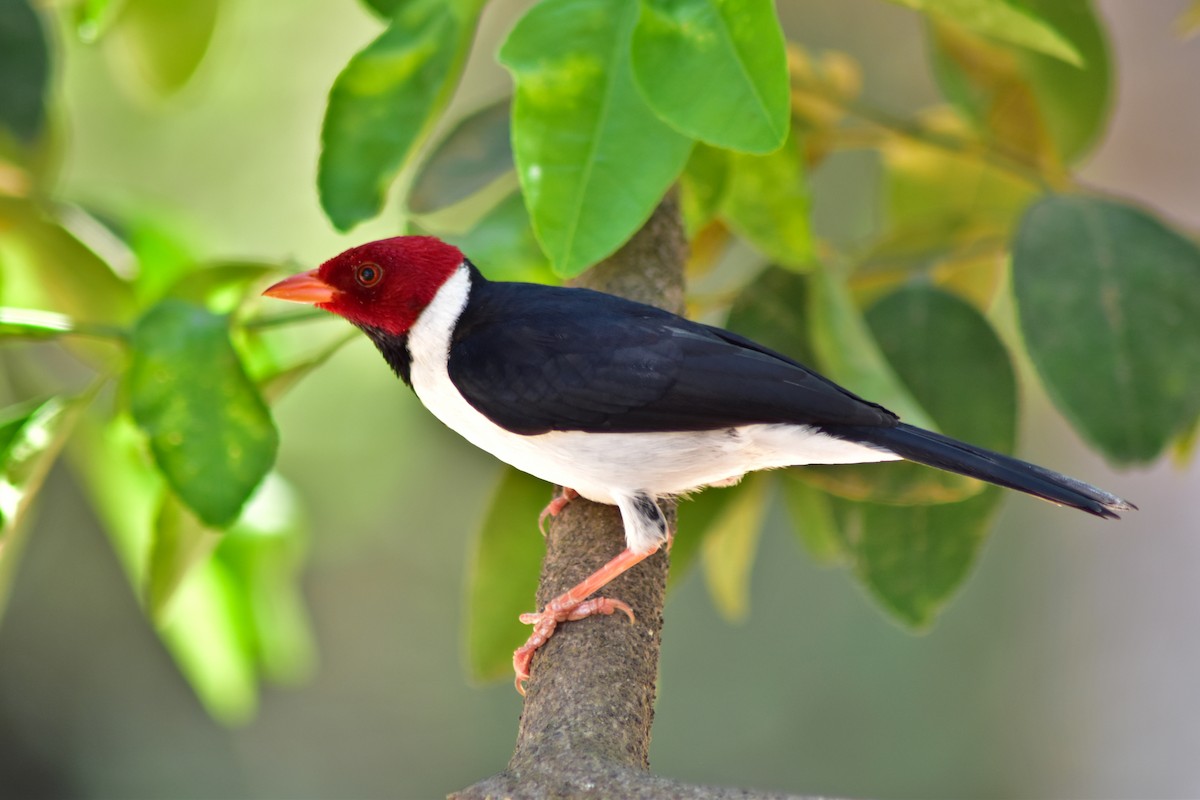 Пароарія жовтодзьоба - ML644280540