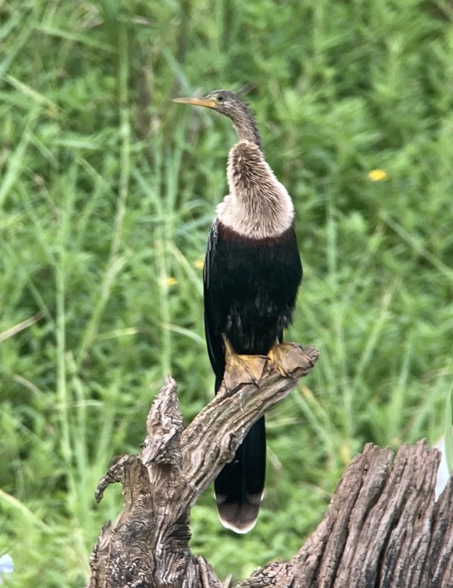 Змієшийка американська - ML644280541