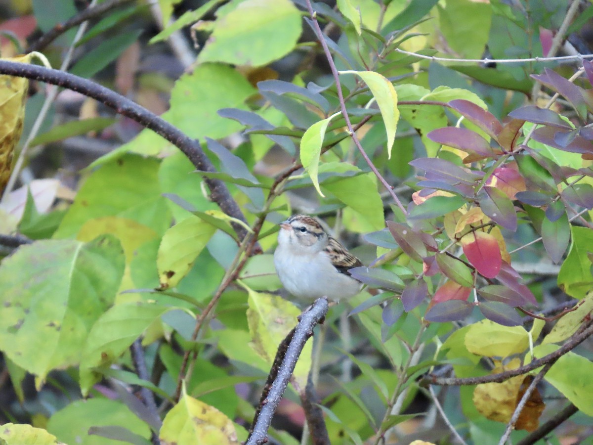 Карнатка білоброва - ML644280542