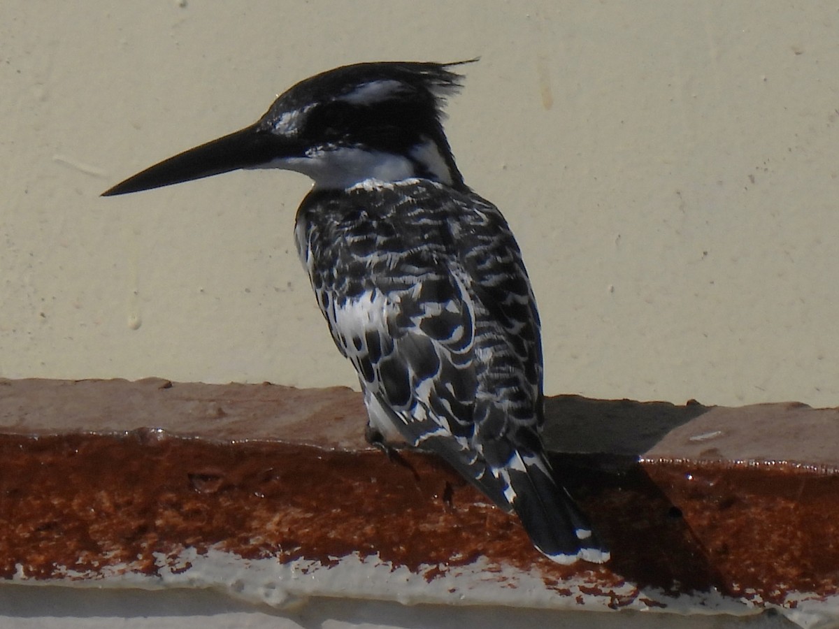 Рибалочка строкатий - ML644280543