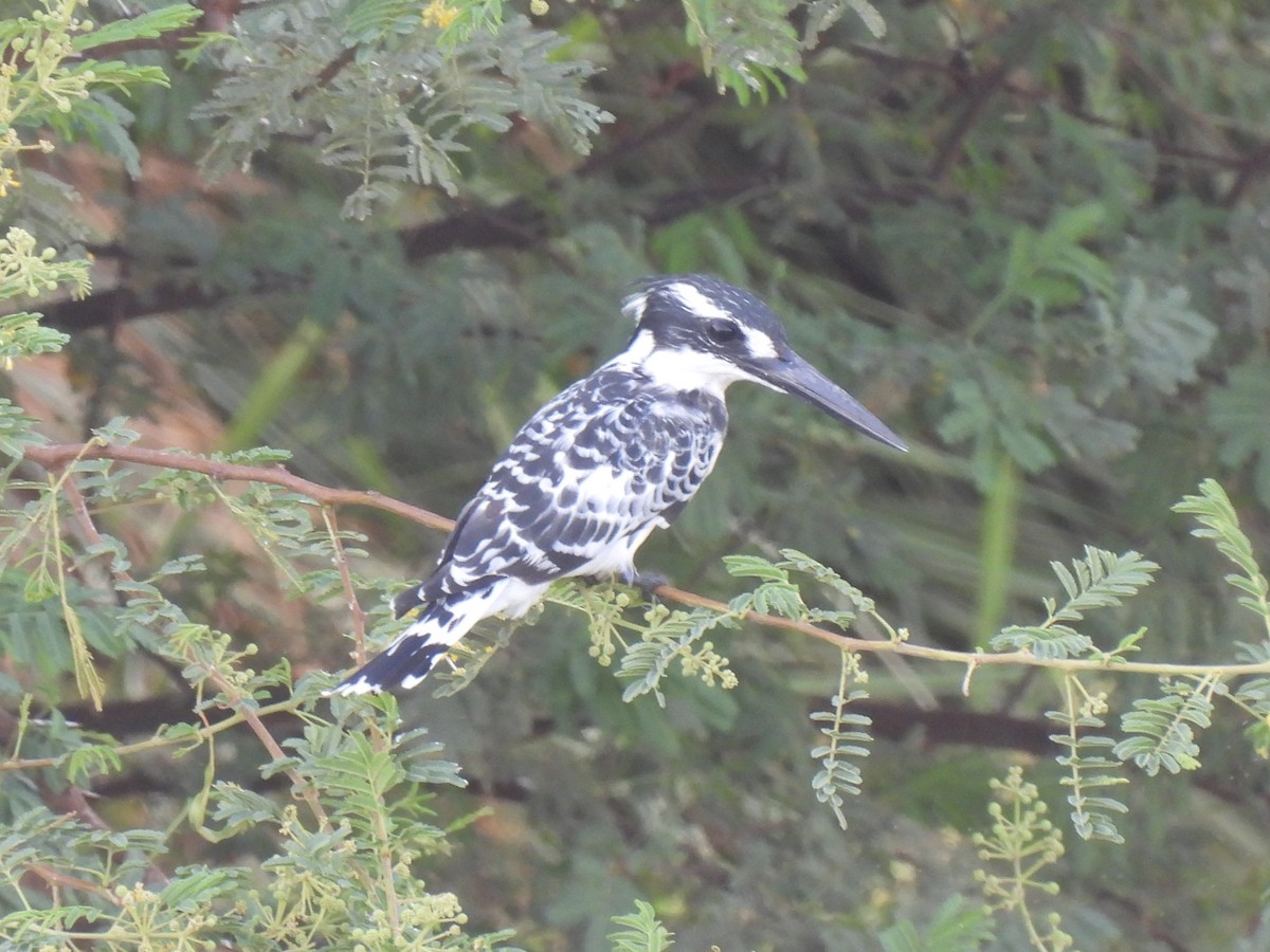 Рибалочка строкатий - ML644280544