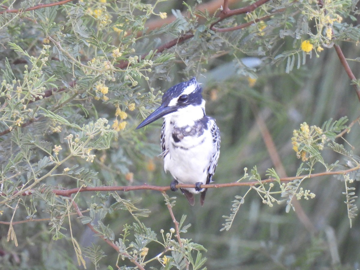 Рибалочка строкатий - ML644280545