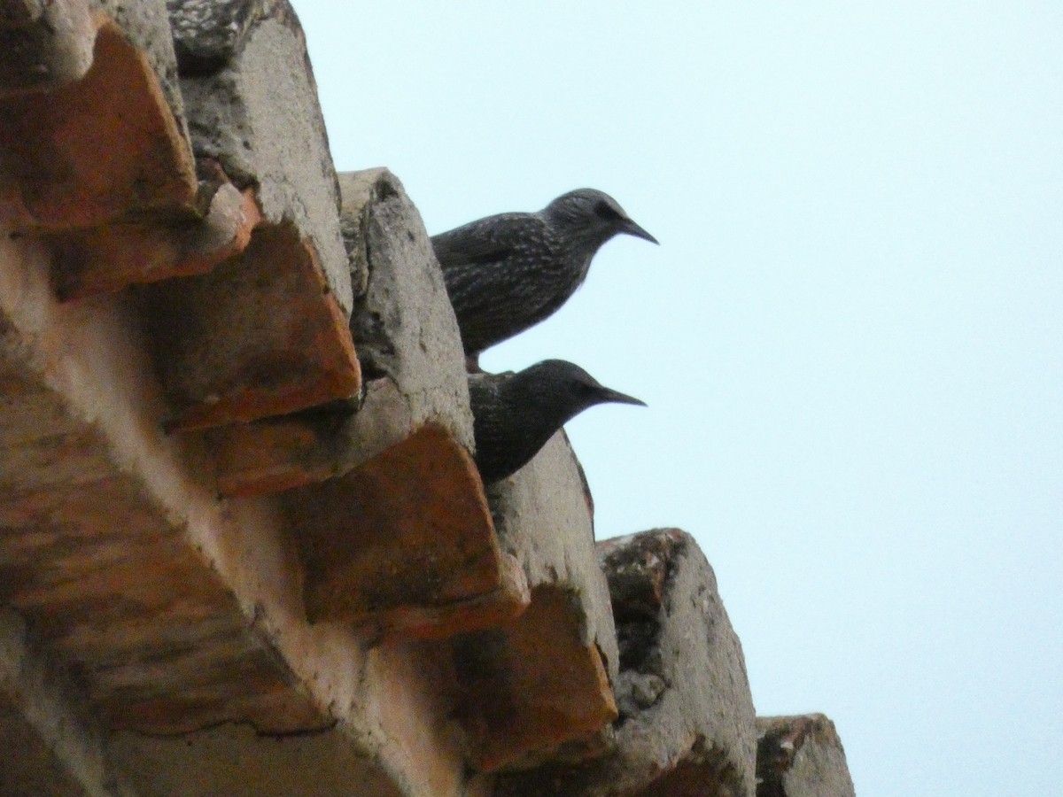 Шпак звичайний - ML644280547