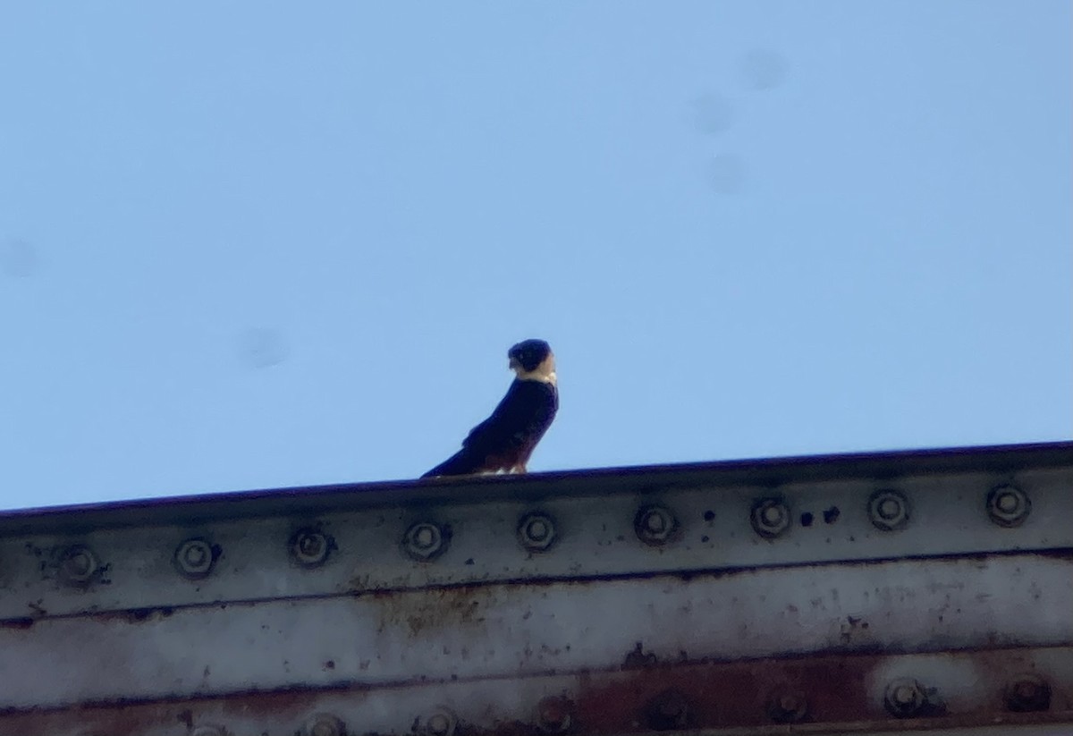 Підсоколик смугастогрудий - ML644280548