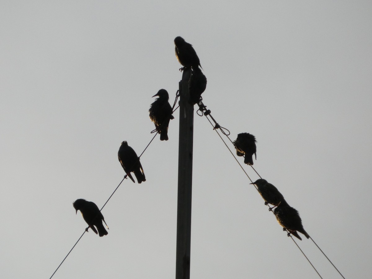 Шпак звичайний - ML644280551