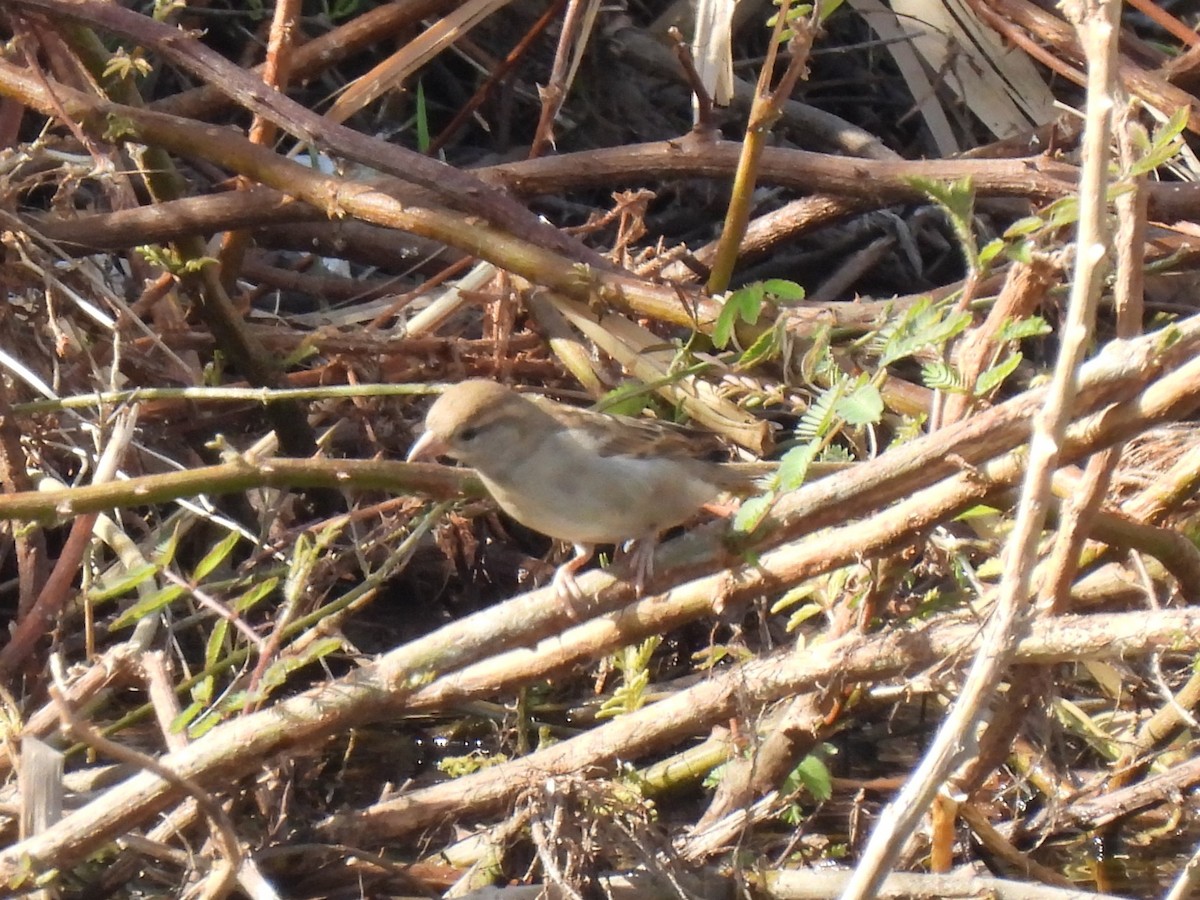 Горобець чорногрудий - ML644280552