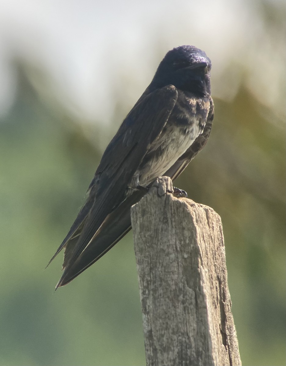 Щурик пурпуровий - ML644280553