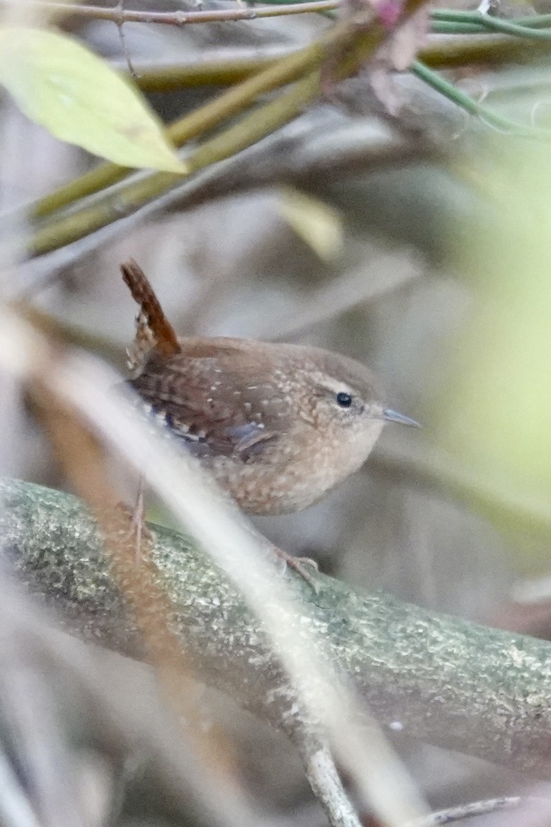 Волоочко канадське - ML644280554