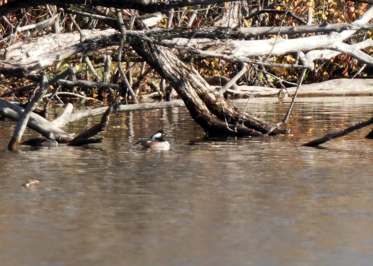 Крех жовтоокий - ML644280555