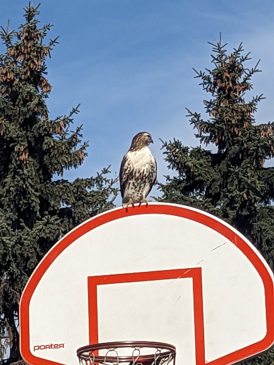 Яструб чорноголовий - ML644280563