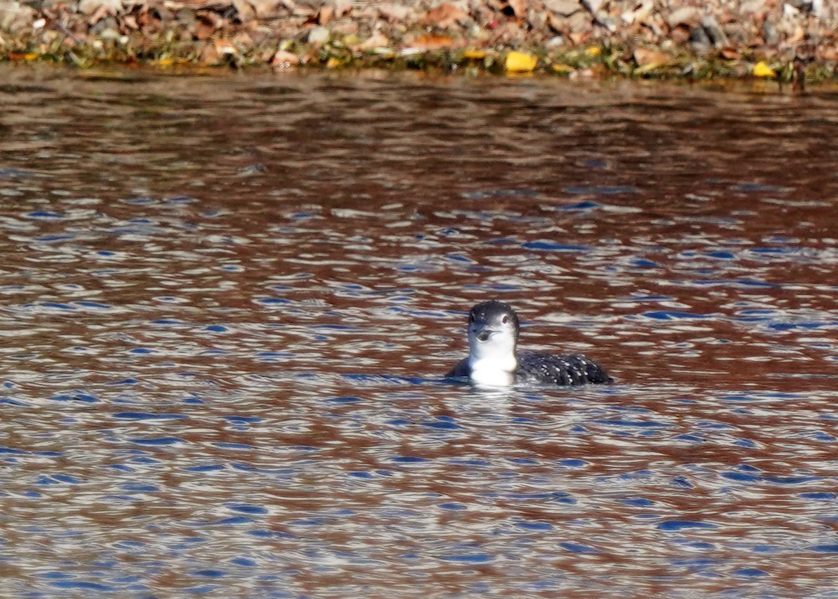 Гагара полярна - ML644280569