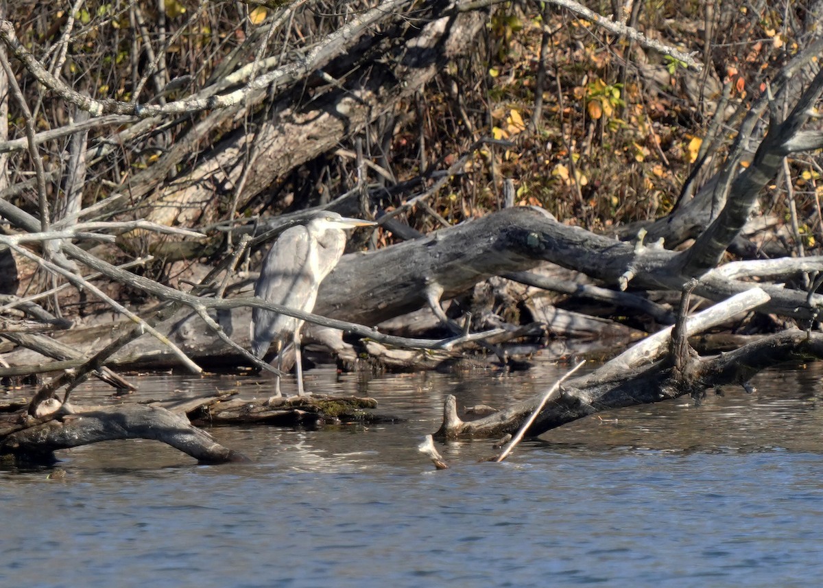 Чапля північна - ML644280571