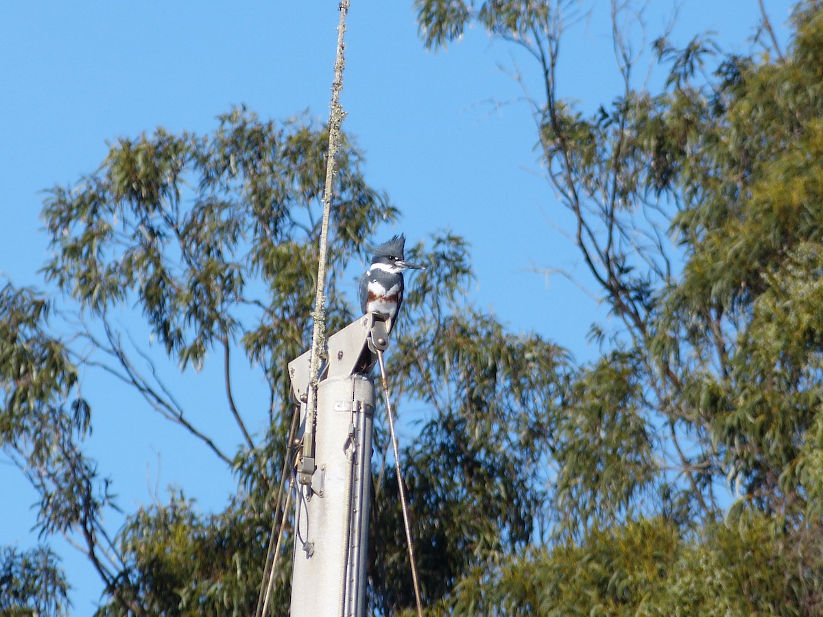 Belted Kingfisher - ML644280572