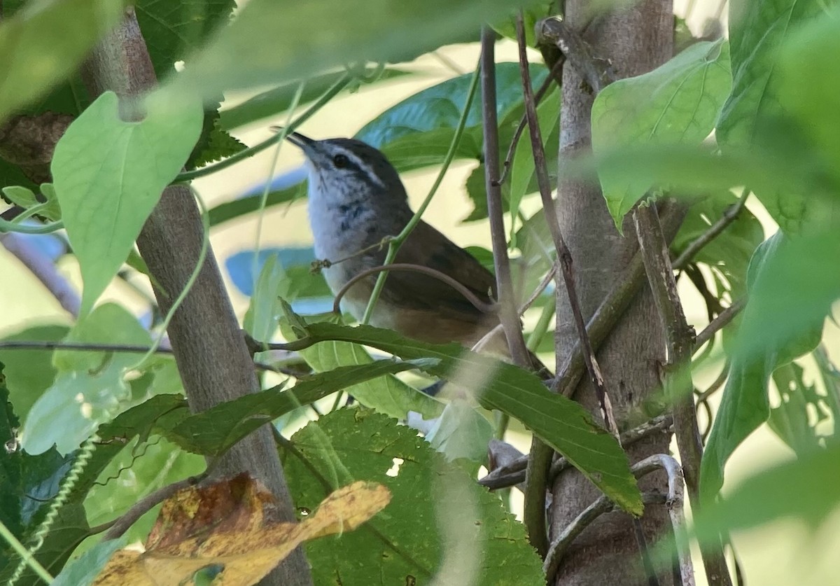 Поплітник панамський - ML644280576