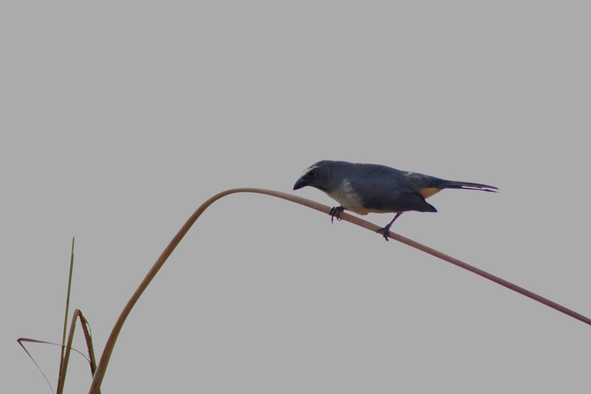 Зернолуск сірий - ML644280578