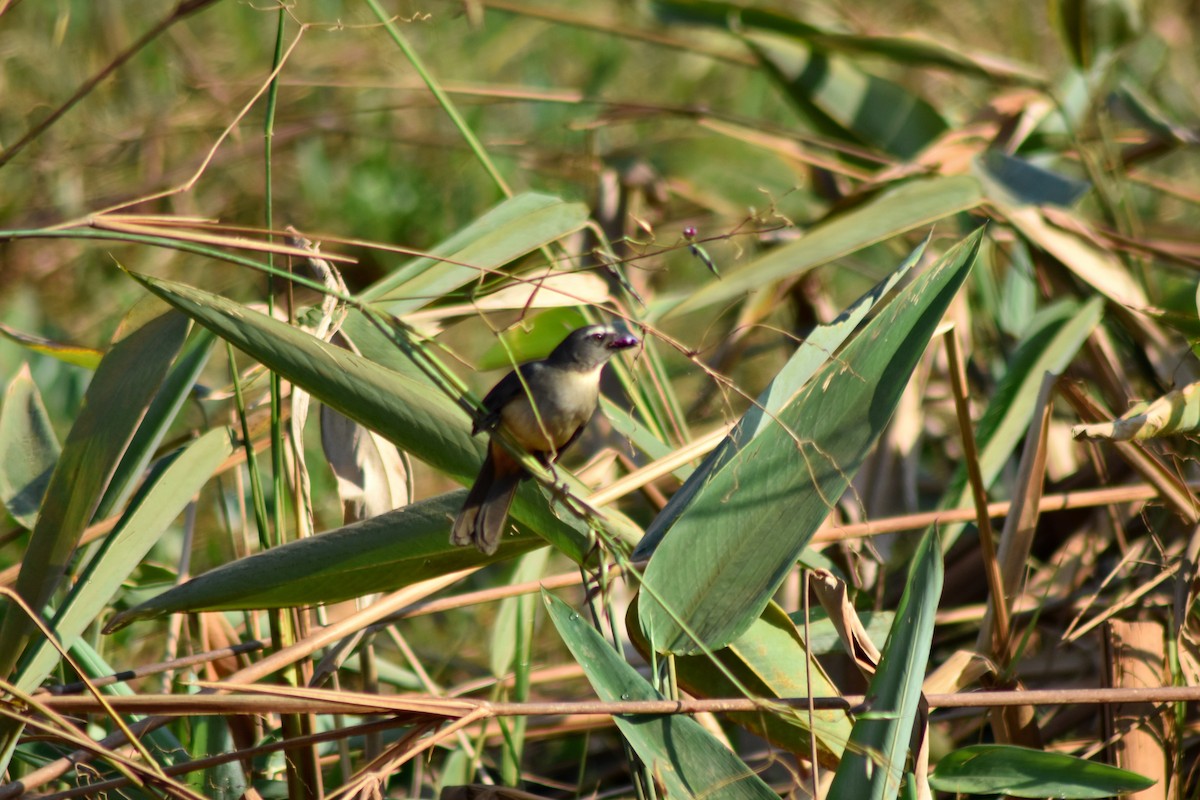 Зернолуск сірий - ML644280579