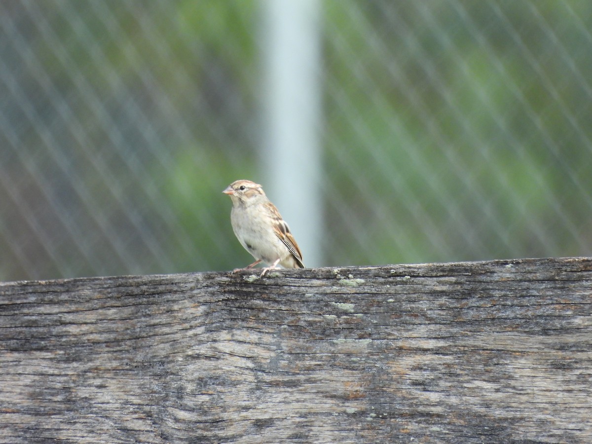 Карнатка білоброва - ML644280580