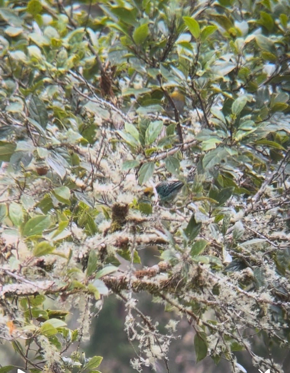 Танагра жовтоголова - ML644280581