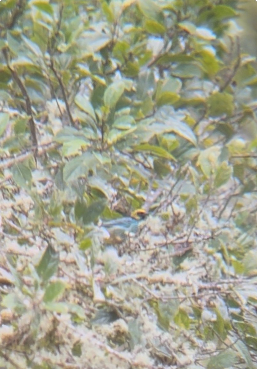 Танагра жовтоголова - ML644280582