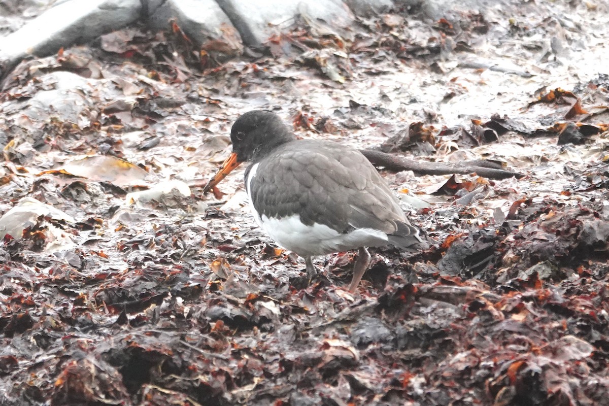 Кулик-сорока євразійський - ML644280583