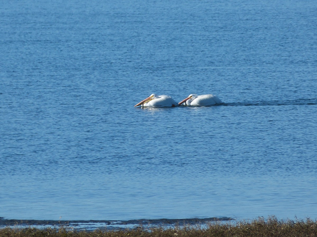 American White Pelican - ML644280587