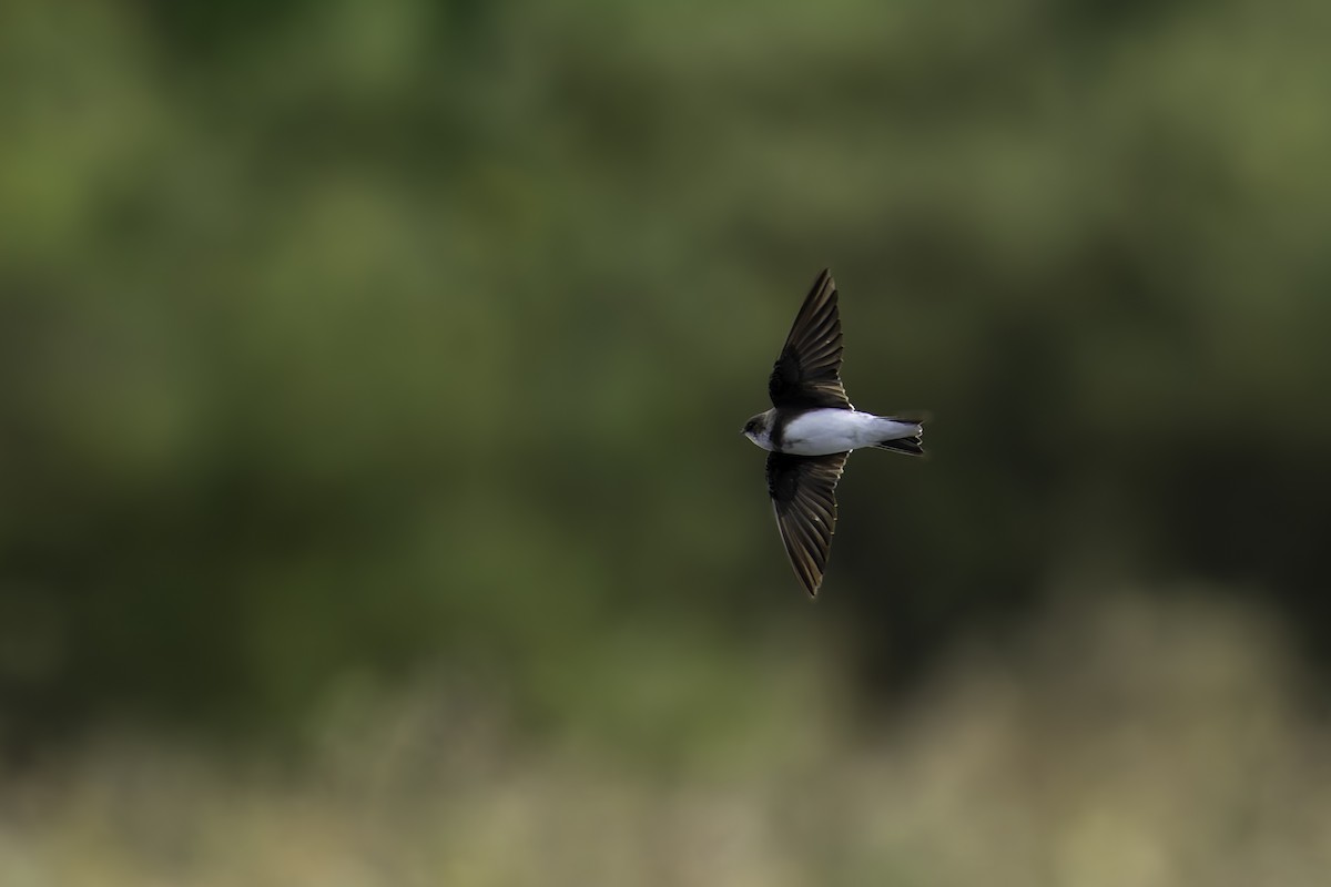 Ластівка берегова - ML644280588