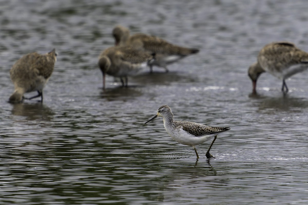 vodouš štíhlý - ML644280589