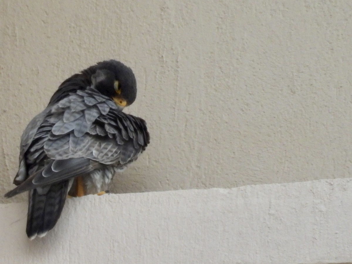 Peregrine Falcon - ML644280590