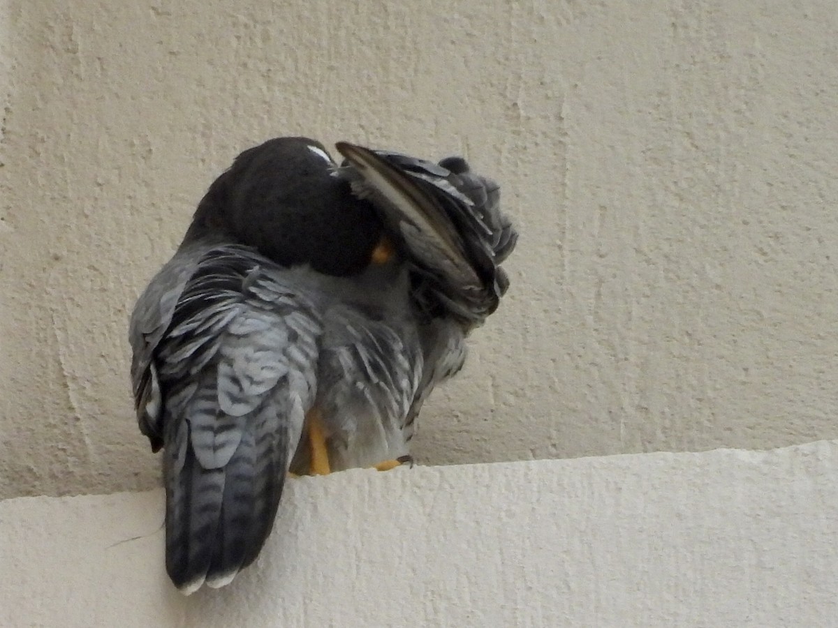 Peregrine Falcon - ML644280591