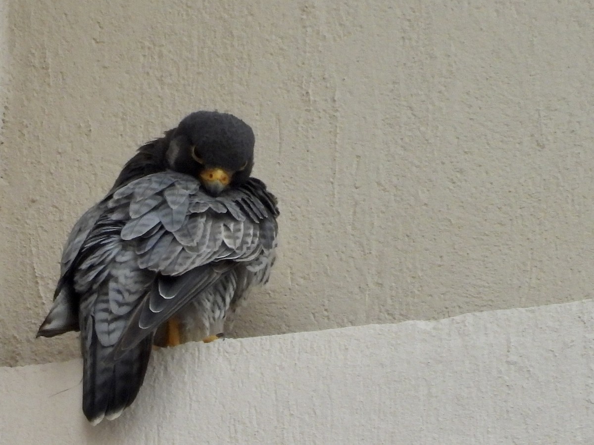 Peregrine Falcon - ML644280592