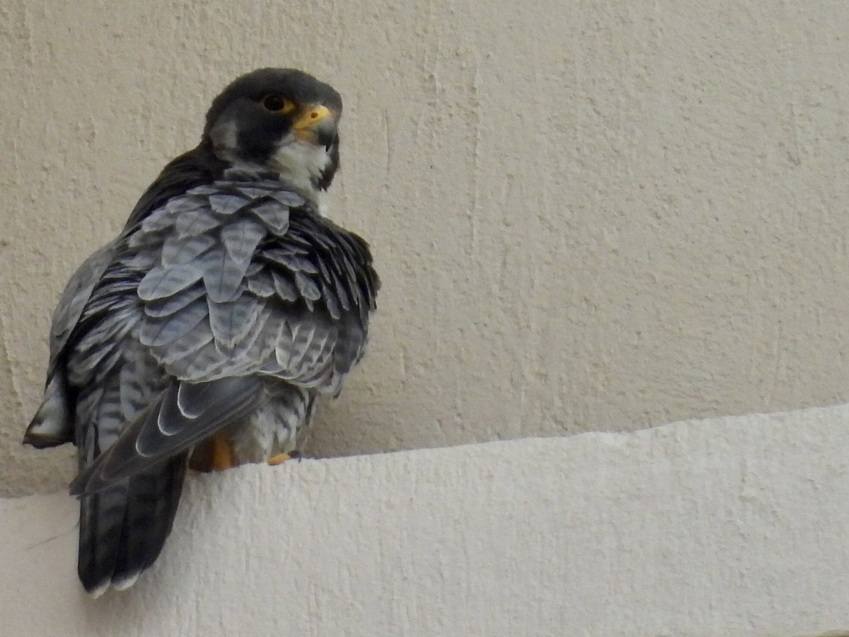 Peregrine Falcon - ML644280593